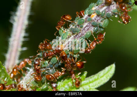 Ameisen Melken Blattläuse, Deutschland Stockfoto