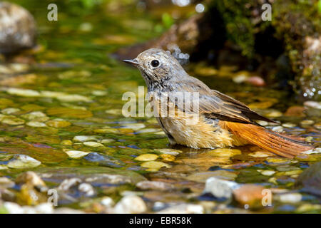 Gartenrotschwanz (Phoenicurus Phoenicurus), junger Mann, Baden, Deutschland Stockfoto