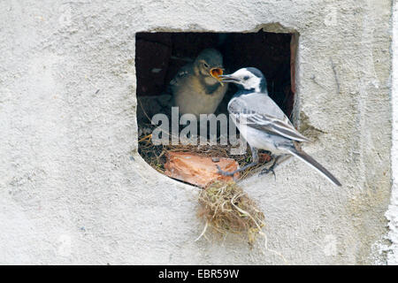 Trauerschnäpper Bachstelze (Motacilla Alba), weibliche Fütterung Quietsche, Deutschland Stockfoto