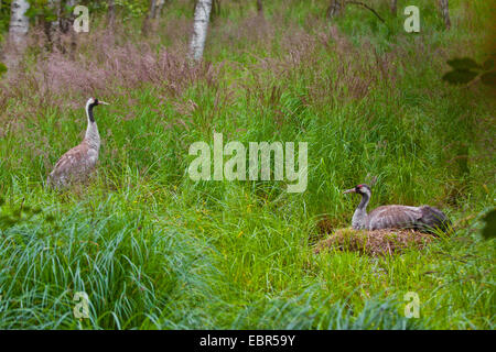 Kranich, eurasische Kranich (Grus Grus), männliche Zucht und weiblichen stehen am Nest, Deutschland, Mecklenburg-Vorpommern Stockfoto