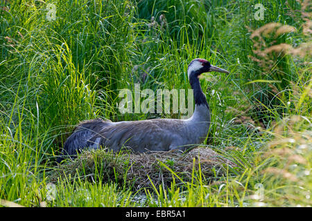 Kranich, eurasische Kranich (Grus Grus), Männlich, Zucht, Deutschland, Mecklenburg-Vorpommern Stockfoto