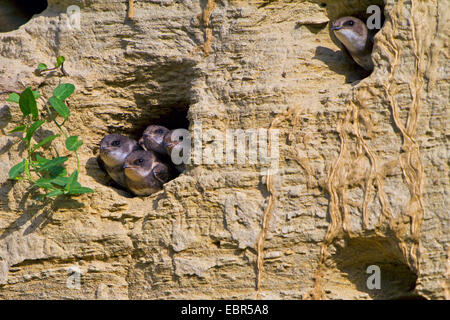 Uferschwalbe (Riparia Riparia), Quietscher Zuchtfortschritt Höhle, Deutschland, Bayern, Isental Stockfoto