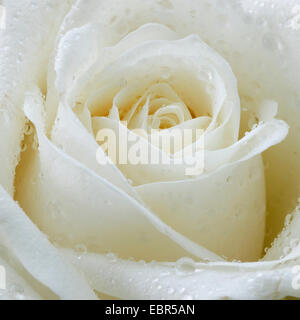 dekorative Rose (Rosa spec.), weiße Rosenblüte Stockfoto