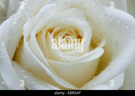 Zierpflanzen Rose (rosa spec.), weiße rose bloom Stockfoto