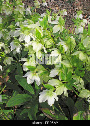 Orientalische Nieswurz (Helleborus Orientalis), blühen Stockfoto