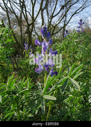 Schmale blätterte Lupin, blaue Lupine (Lupinus Angustifolius), Blütenstand Stockfoto