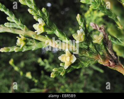 Leyland Zypresse (Cupressocyparis Leylandii X Cupressocyparis Leylandii Cupressus X leylandii, Cupressus X leylandii, Callitropsis X leylandii), Sorte Castlewellan Gold, Zweig mit jungen Zapfen Stockfoto