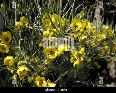 Silber Cassia, gefiederten Cassia, Silber Senna (Senna Artemisioides, Cassia Artemisioides), blühender Zweig Stockfoto