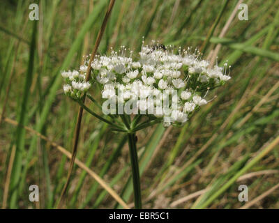 Cambridge Milch-Petersilie (Engelwurze Carvifolia), Blütenstand, Deutschland, Nordrhein-Westfalen Stockfoto