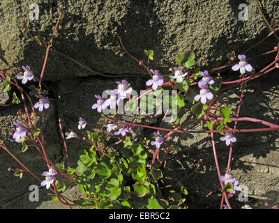 Kenilworth Efeu, Efeu-leaved Leinkraut, Kolosseum Efeu (Cymbalaria Muralis, Linaria Muralis), blühen an einer Wand, Deutschland, Nordrhein-Westfalen Stockfoto