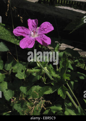 Sumpf-Storchschnabel (Geranium Palustre), Blume, Deutschland, Baden-Württemberg Stockfoto