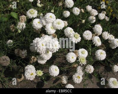 Garten Kamille, römische Kamille (Chamaemelum Nobile 'Plenum', Chamaemelum Nobile Plenum, Anthemis Nobilis, Anthemis Nobilis var. Plena), Plenum, blühende Sorte Stockfoto