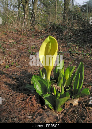 Skunk Cabbage, Sumpf Laterne, gelbe Arum, gelbe Skunk Cabbage (Lysichiton Americanus), blühen Stockfoto