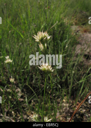 weißen Schnabel-Segge (Rhynchospora Alba), blühen, Germany, North Rhine-Westphalia, Wahner Heide Stockfoto