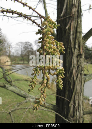 Teich Cypress, Teich Baldcypress (Taxodium Ascendens, Taxodium Distichum var. Imbricatum), männliche Kätzchen Stockfoto