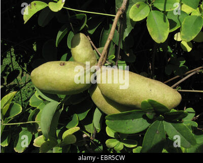 fünf-Blatt Akebia, Schokolade Rebe (Akebia Quinata), Obst Stockfoto