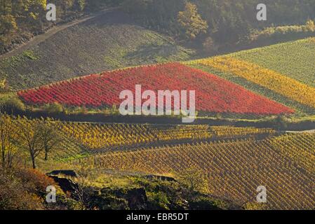 Weinberge im Ahrtal, Mayschoss im Ahrtal, Anbaugebiet des Pinot Noir Reben und Portugieser Traube, Deutschland, Rheinland-Pfalz, Eifel, Ahrtal Stockfoto