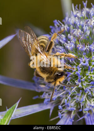 Gelb-beinigen Bergbau-Biene (Andrena Flavipes), männliche Futtersuche auf Eryngo (Eryngium Planum), Deutschland Stockfoto