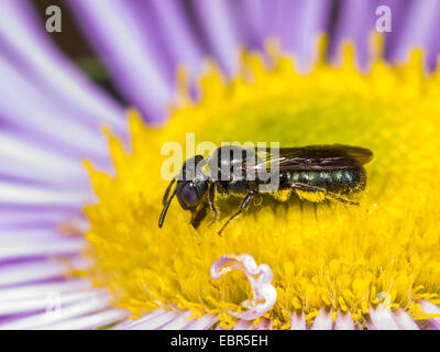 Blaue Holzbiene (Ceratina Cyanea), weibliche Futtersuche auf jährliche Berufkraut (Erigeron Annuus), Deutschland Stockfoto