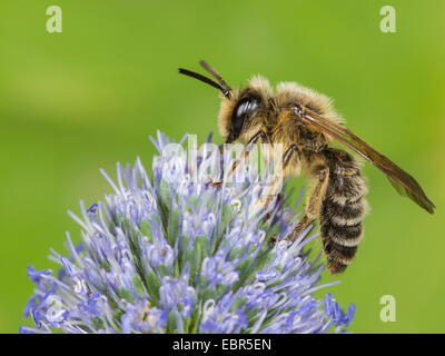 Gelb-beinigen Bergbau-Biene (Andrena Flavipes), männliche Futtersuche auf Eryngo (Eryngium Planum), Deutschland Stockfoto