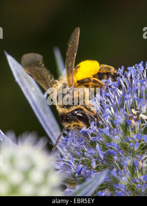 Gelb-beinigen Bergbau-Biene (Andrena Flavipes), weibliche Futtersuche auf Eryngo (Eryngium Planum), Deutschland Stockfoto