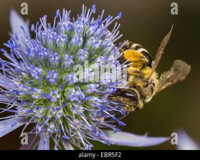 Gelb-beinigen Bergbau-Biene (Andrena Flavipes), weibliche Futtersuche auf Eryngo (Eryngium Planum), Deutschland Stockfoto