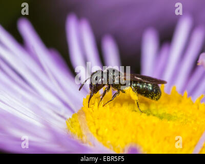 Blaue Holzbiene (Ceratina Cyanea), weibliche Futtersuche auf jährliche Berufkraut (Erigeron Annuus), Deutschland Stockfoto