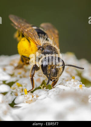 Gelb-beinigen Bergbau-Biene (Andrena Flavipes), weibliche Futtersuche auf gemeinsame Schafgarbe (Achillea Millefolium), Deutschland Stockfoto