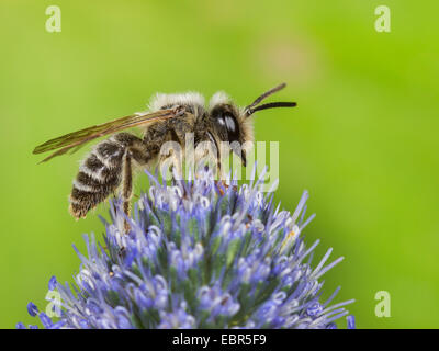 Gelb-beinigen Bergbau-Biene (Andrena Flavipes), männliche Futtersuche auf Eryngo (Eryngium Planum), Deutschland Stockfoto