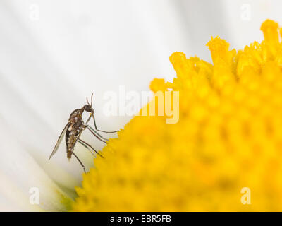 dunkel-winged Pilz Mücken, Wurzel Mücken (Bradysia spec.), Frau sitzen auf einer Ochsen-Auge Daisy Blume (Leucanthemum Vulgare), Deutschland Stockfoto