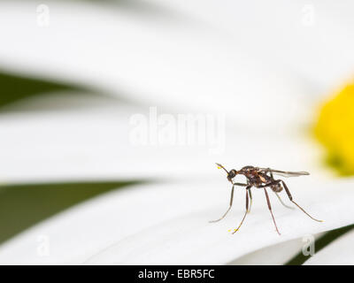 dunkel-winged Pilz Mücken, Wurzel Mücken (Bradysia spec.), Frau sitzen auf einer Ochsen-Auge Daisy Blume (Leucanthemum Vulgare), Deutschland Stockfoto