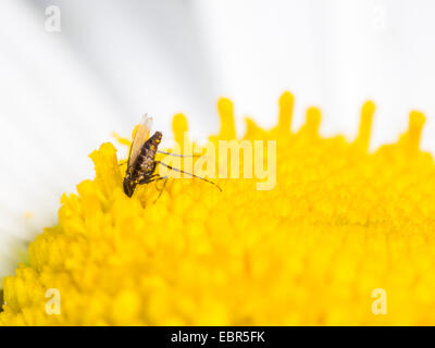 dunkel-winged Pilz Mücken, Wurzel Mücken (Bradysia spec.), Nahrungssuche auf einer Ochsen-Auge Daisy Blume (Leucanthemum Vulgare), Deutschland Stockfoto