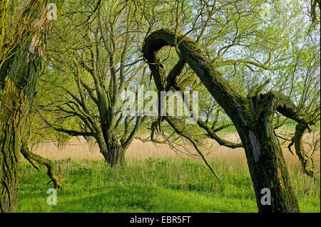 Weide, Korbweide (Salix spec.), Weiden am Ufer der Elbe in der Nähe von Stade, Deutschland, Niedersachsen Stockfoto