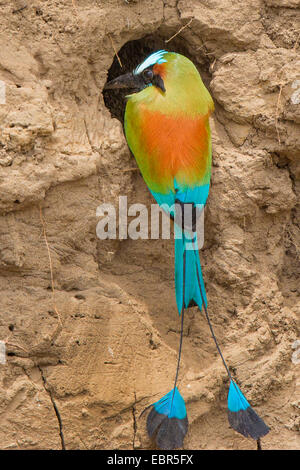 Türkis-browed Motmot (Eumomota Superciliosa), bei der Verschachtelung Loch, Costa Rica, Rio Tarcoles Stockfoto