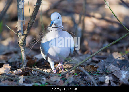 Collared Dove (Streptopelia Decaocto), sammeln Zweige für den Bau ein Nest auf dem Boden, Deutschland, Bayern, Isental Stockfoto