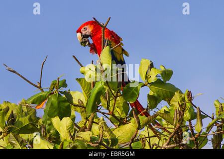 hellroten Aras (Ara Macao), obenauf Baum essen eine Frucht, Costa Rica Stockfoto