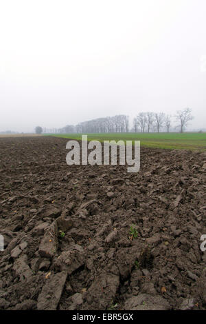 Morgen im Nebel, Deutschland, Brandenburg, Oderbruch, Neulewin Stockfoto