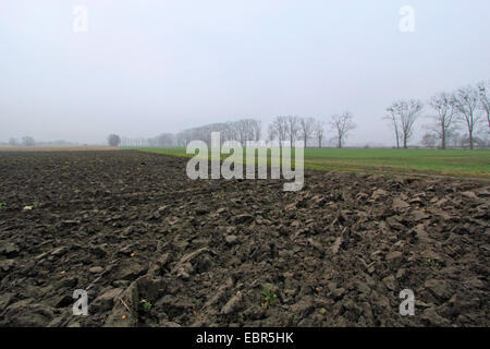 Morgen im Nebel, Deutschland, Brandenburg, Oderbruch, Neulewin Stockfoto