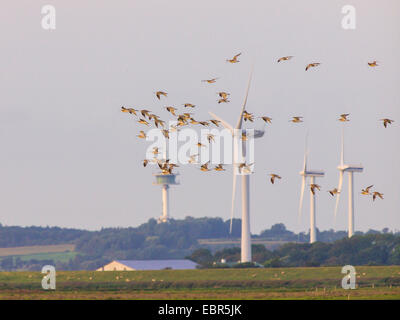 westlichen Brachvogel (Numenius Arquata), strömen in den Himmel mit Windmühlen, Deutschland Stockfoto