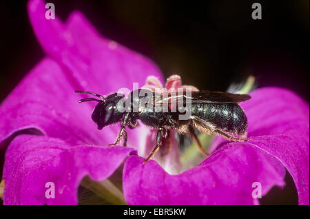 Blaue Holzbiene (Ceratina Cyanea), männliche auf blutige Storchschnabel (Geranium Sanguineum), Deutschland Stockfoto