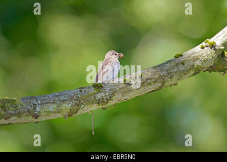 Spotted Flycatcher (Muscicapa Striata), sitzen mit preyed Wespe in der Rechnung auf einem Ast, Deutschland Stockfoto