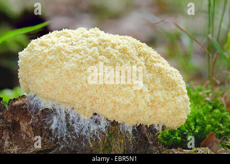 Hunde Erbrechen Sie Schleim Schimmel, Scrambled Egg Schleim (Fuligo Septica), auf Totholz, Deutschland Stockfoto