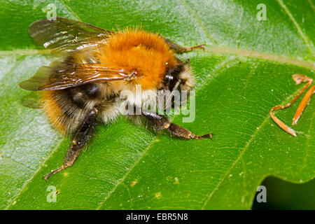 Karde Biene, gemeinsame Carder Bee (Bombus Pascuorum, Bombus Agrorum), ruht auf einem Blatt, Deutschland Stockfoto