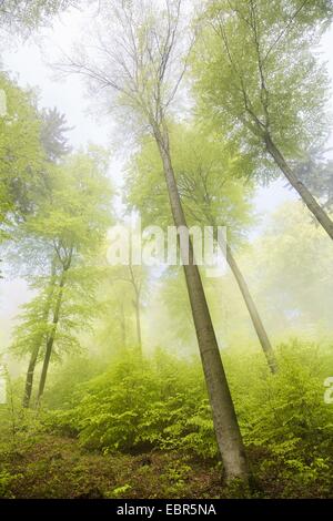 Rotbuche (Fagus Sylvatica), Buchenwald im Morgennebel, Deutschland, Baden-Württemberg, Odenwald Stockfoto