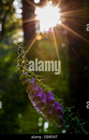 gemeinsamen Fingerhut, lila Fingerhut (Digitalis Purpurea), Blütenstand im Wald bei Gegenlicht, Deutschland, Baden-Württemberg, Odenwald Stockfoto