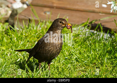 Amsel (Turdus Merula), mit Erde weibliche Würmer in der Rechnung, Deutschland Stockfoto