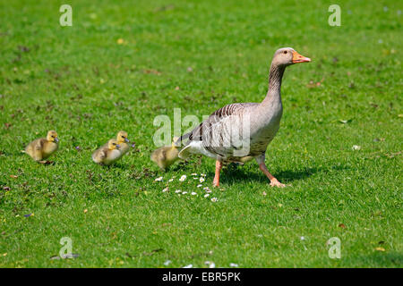 Graugans (Anser Anser), zu Fuß mit ihren Küken Gans auf einer Wiese, Deutschland Stockfoto