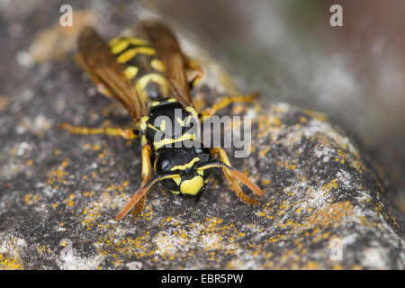Papier-Wasp (Polistes Gallicus, Polistes Dominulus), auf einem Stein, Deutschland Stockfoto