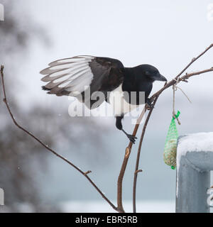 Schwarz-billed Elster (Pica Pica), Elster auf einem Fatball, Norwegen, Troms, Tromsoe Stockfoto