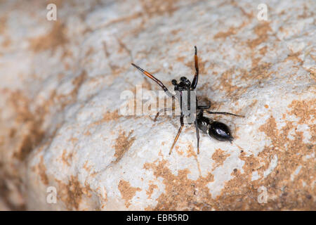 Springen Spinne (Leptorchestes Berolinensis), auf einem Stein, Deutschland Stockfoto